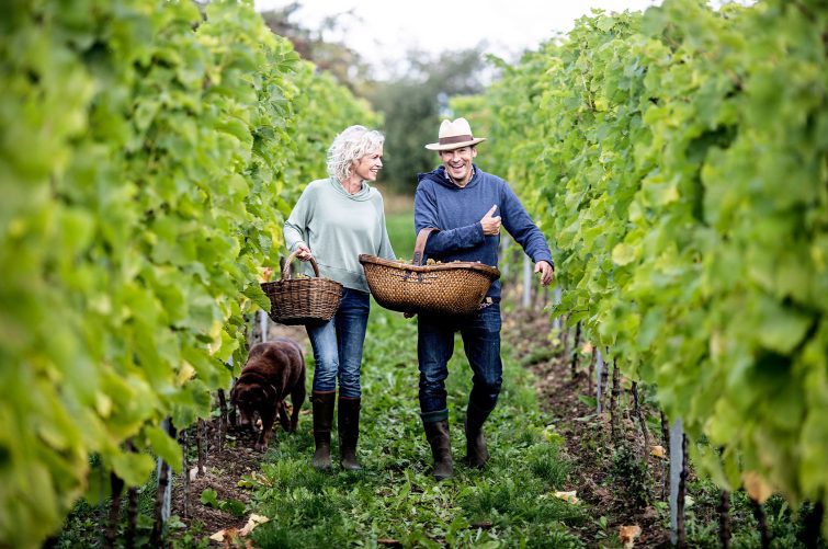 Vinsmagning & rundvisning på Stokkebye vingård