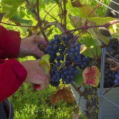 Oplev en dansk vingård hos Lindely Vingård